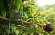 Lustiger Animationsfilm über ein hungriges Chamäleon: "Our Wonderful Nature"